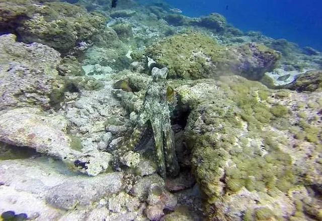 海洋生物图片