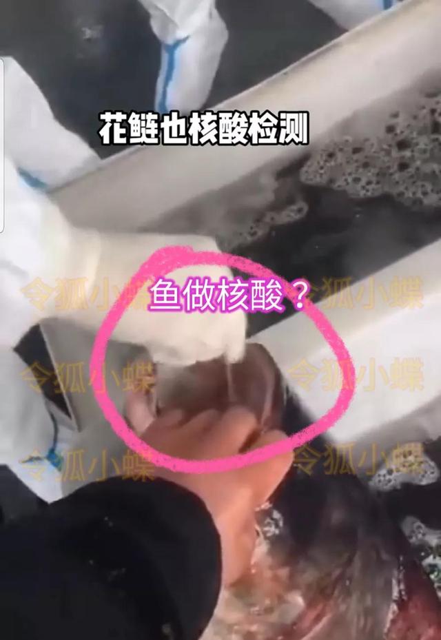 上海给鱼做核酸掰开鱼嘴塞棉签