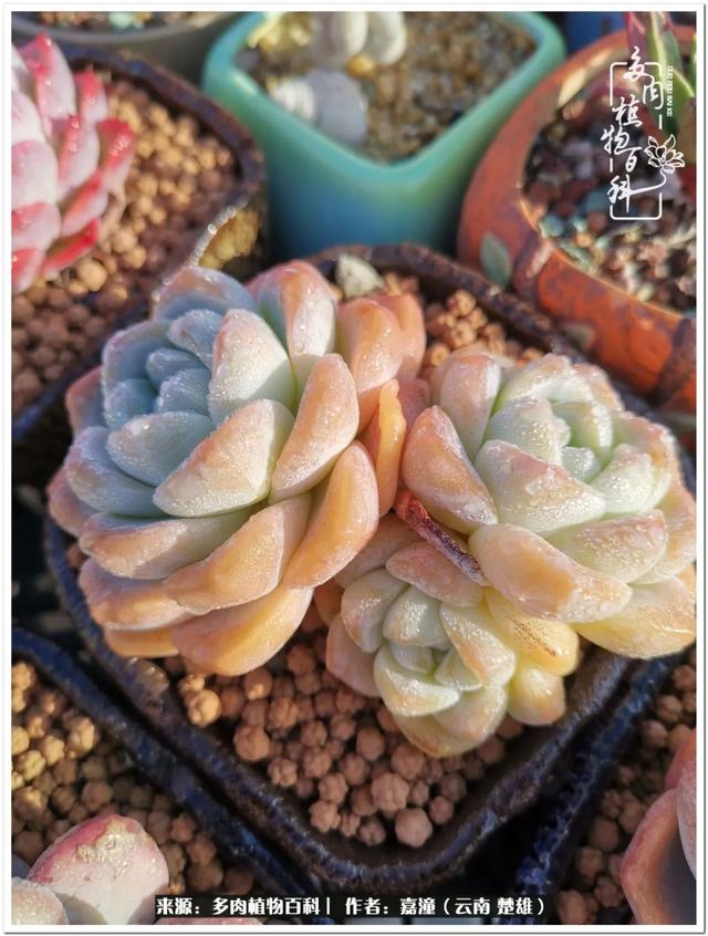 玉蝶铜芯电线价格表4平方,玉蝶铜芯线今日价格