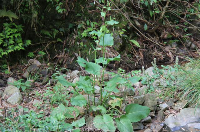 金不换植物