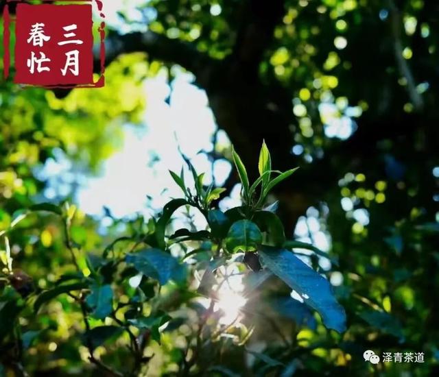 清明时节，如何喝茶养生