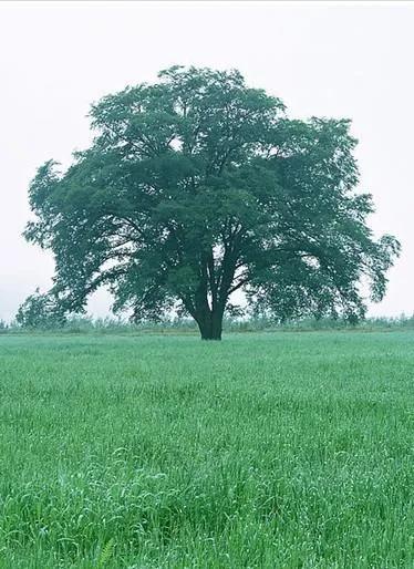 某先生买养老金共投入20万，最后拿到了147万，他是如何做到的？