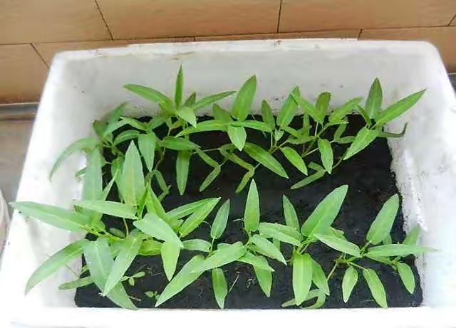 空心菜种植 空心菜种植（空心菜种植技术） 生活