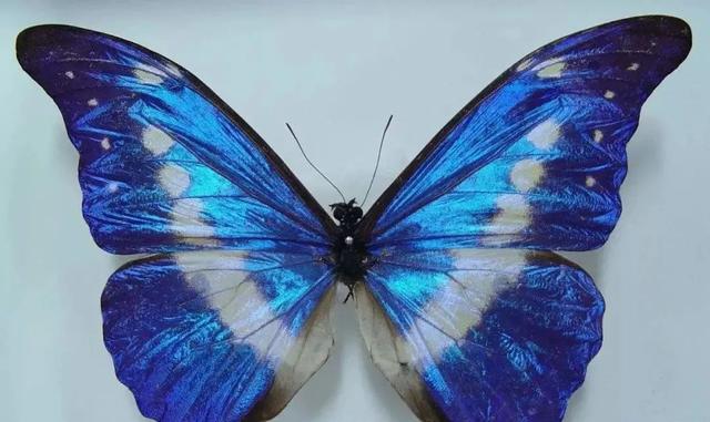 白蝴蝶有毒吗 白蝴蝶有毒吗(白蝴蝶植物有毒吗) 大数据