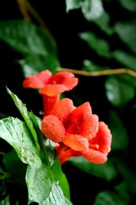 凌霄花开红艳艳