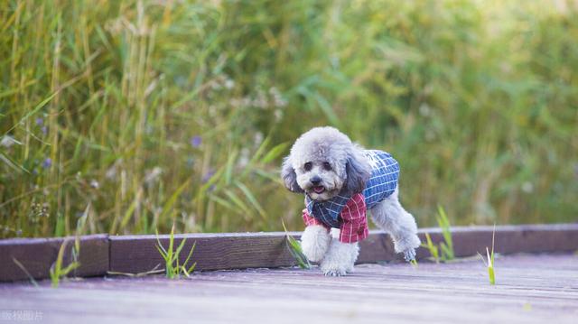 泰迪犬