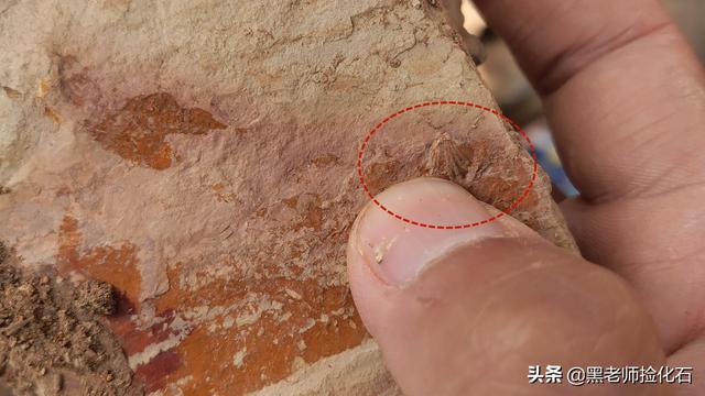 化石探索 第10期 寻甸化石之旅 四 新闻红