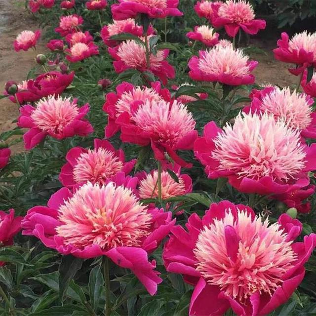 美丽的鲜花，姹紫嫣红，令人心情大好