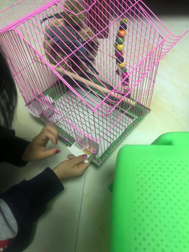 养鹦鹉，孩子学会承担责任