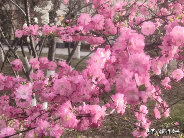 春深景更浓，人间重晚情，繁华依旧笑东风