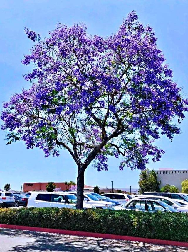 蓝花楹