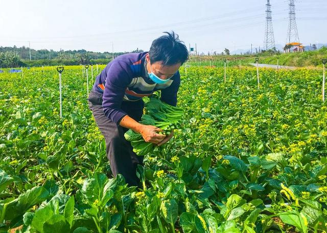 涨工资的时候发现白菜都吃不起了，菜农却说没赚到钱，怎么回事？