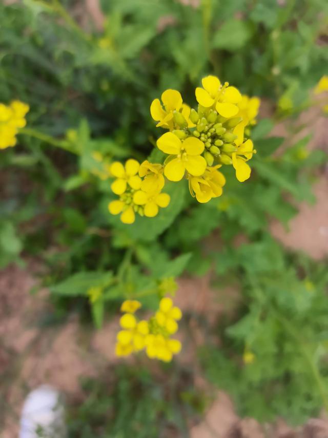 春暖花开——“疫”战到底