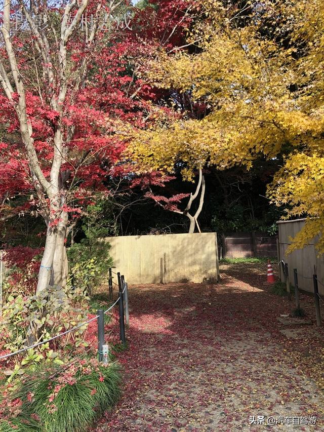 德村志成：落葉殘楓依然美麗，久違北小金本土寺
