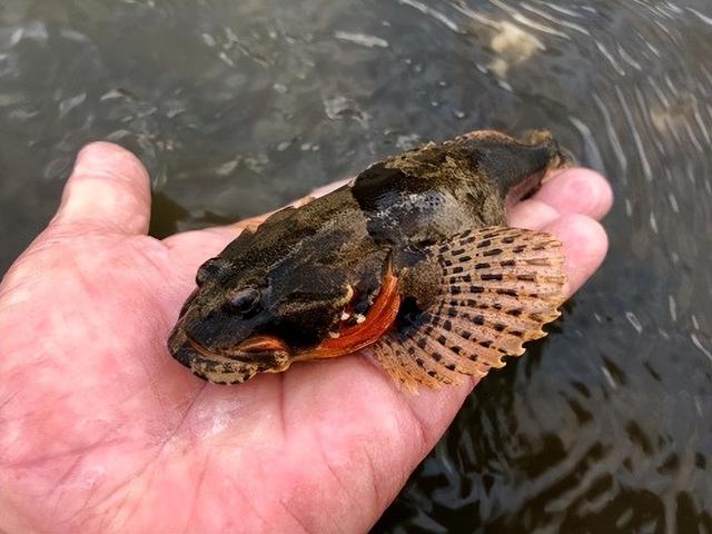什么动物吃害虫保护庄稼，什么动物吃害虫保护庄稼呢