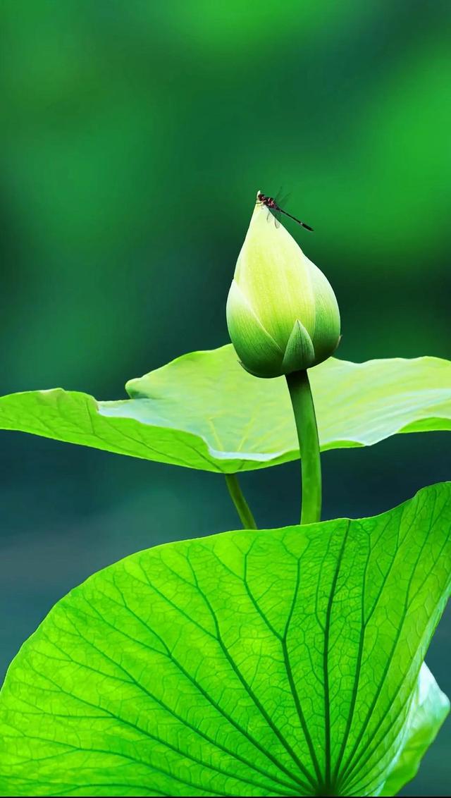 清荷札记——黛眉有约，茶韵灵动