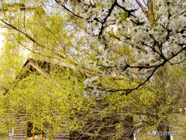 花香习习，垂柳依依，一花一世界，一树一菩提，淡妆浓抹总相宜