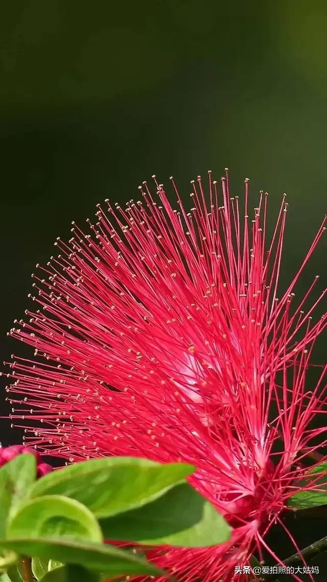 花开不是为了花落，而是为了绽放