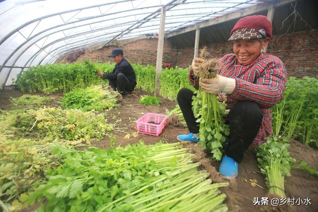 种菜学会使用食醋，自己在家就能配，蔬菜防病又增产4