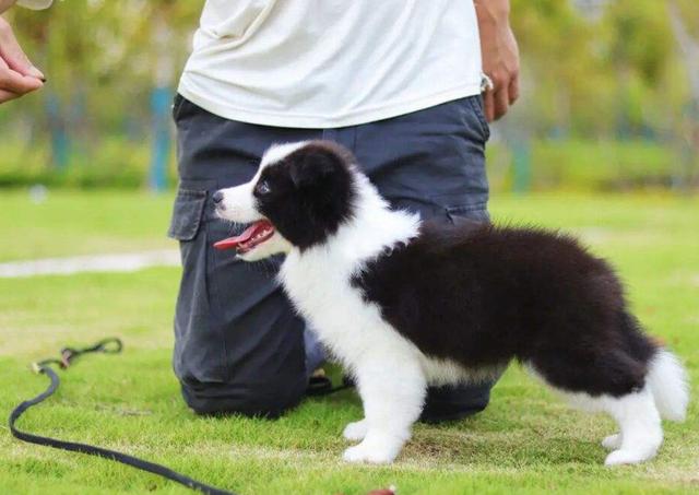 边境牧羊犬性格