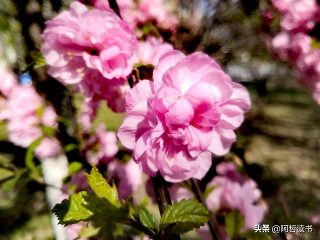 榆叶梅，是绿叶对鲜花的赞美，更是花与叶的相互点缀，相依相偎