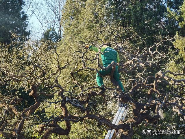 一隅山水鬧市藏 精巧布景多風光——北京東單公園冬日時光