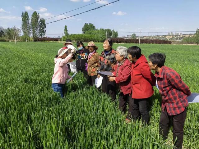 韩城市持续抓好小麦抗灾强管保夏粮丰产丰收（图）