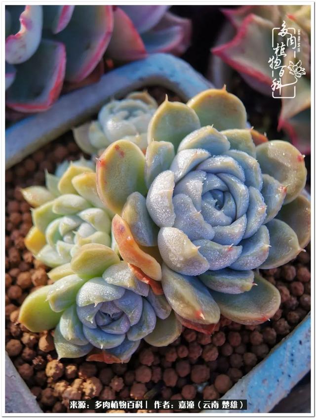 玉蝶铜芯电线价格表4平方,玉蝶铜芯线今日价格