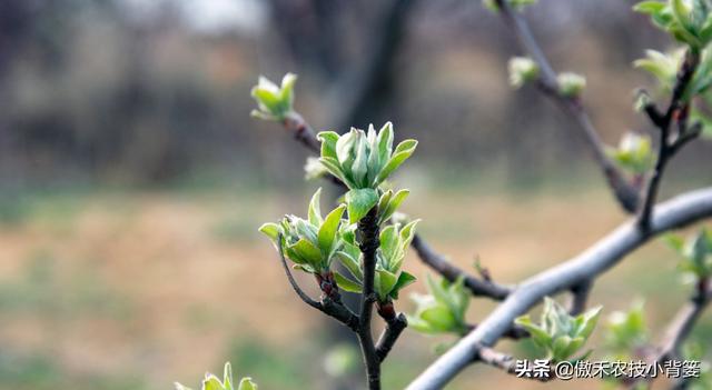 苹果花蕾露红一定要打药，如何选药、配药、打药保证安全和效果？7