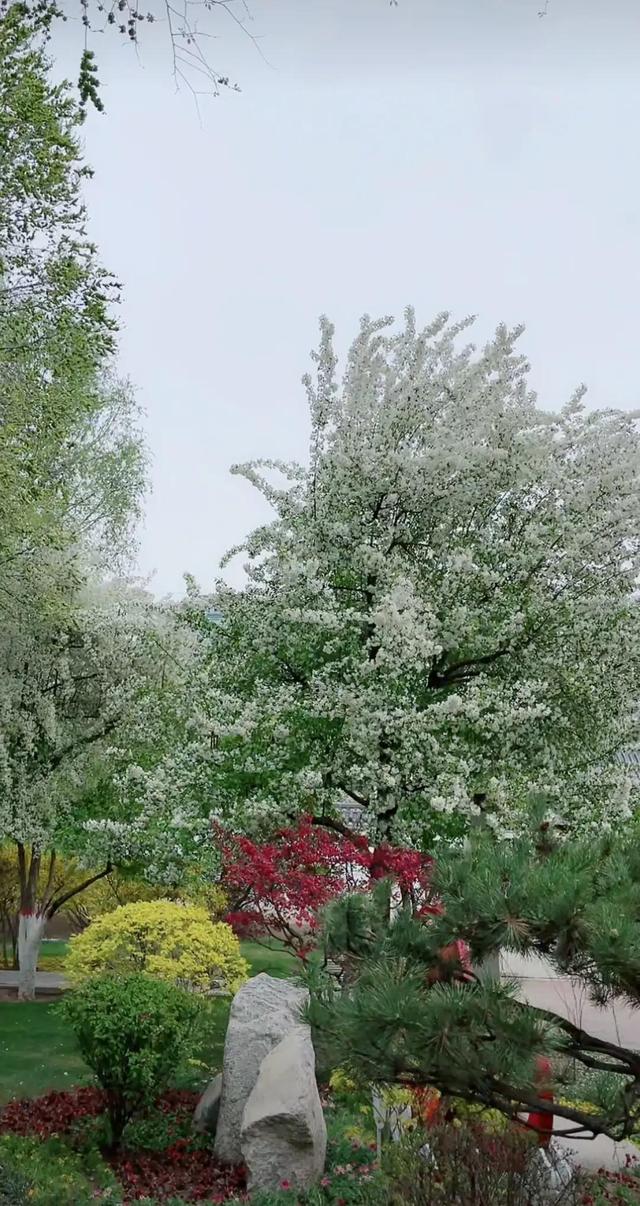白海棠花如雪