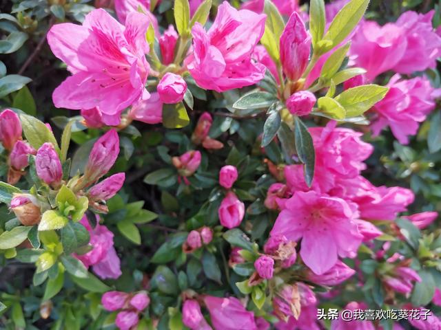只为杜鹃来开花