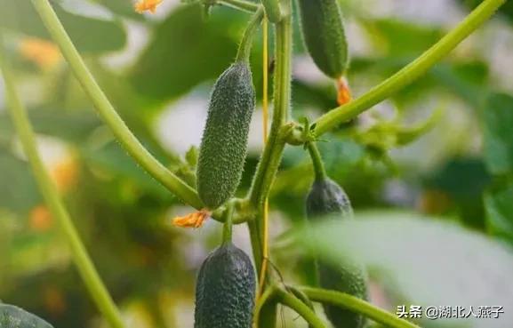 端午节，除了吃粽子，还要吃3菜2肉2果，顺应节气而食，平安入夏