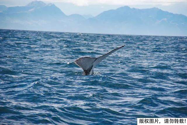 深海世界的鲸鱼为什么会搁浅