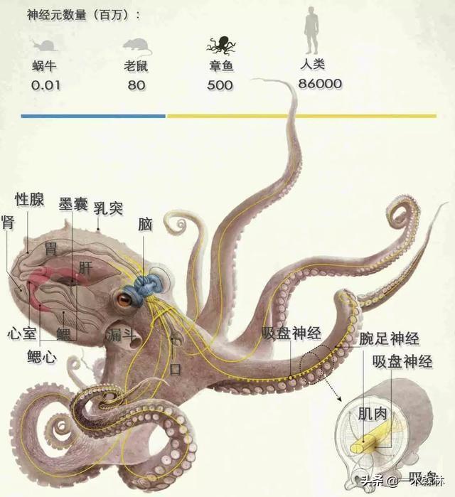 变形、伪装、智商高。能力超凡的章鱼，为何没能站在食物链顶端？