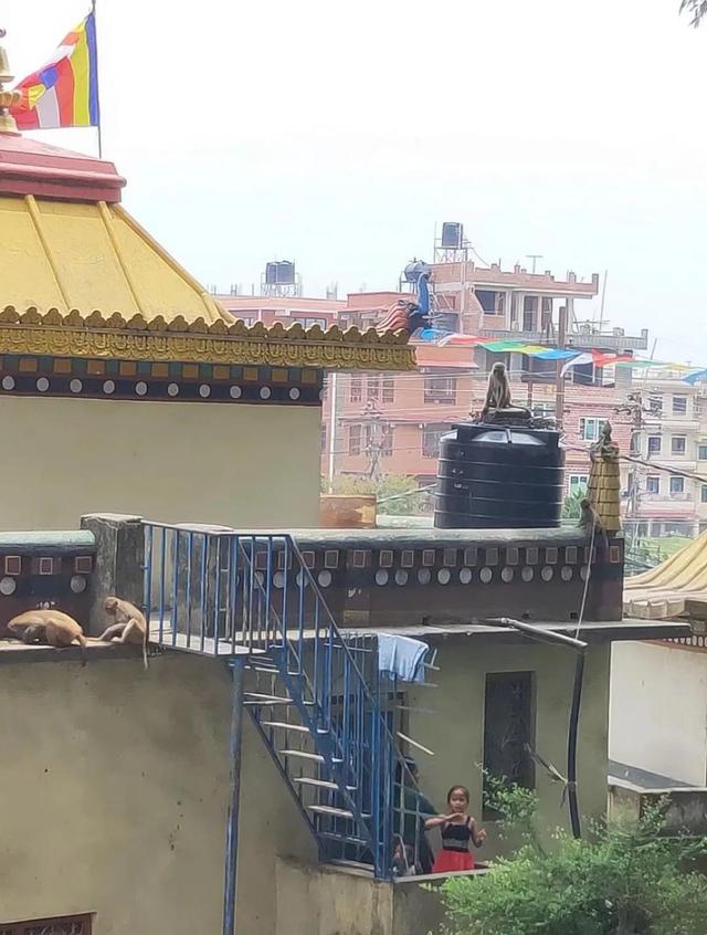 第二天逛加德滿都的猴廟--尼泊爾遊記（二）