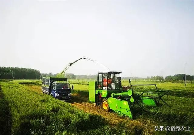 将未成熟的小麦出售，为啥会引发争议？农民的想法应该被尊重