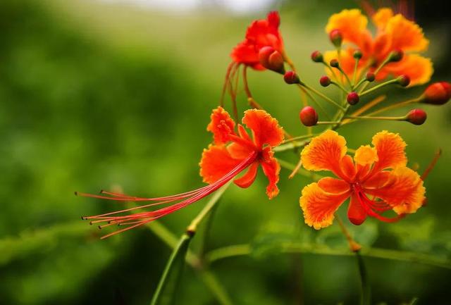 凤凰花花语 凤凰花花语（凤凰花花语与寓意） 生活