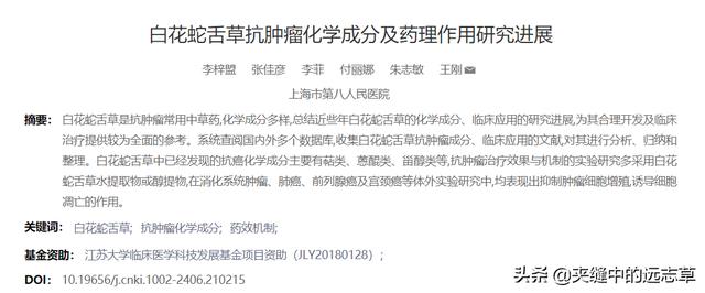 夏之将至，送你一味白花蛇舌草，解热毒、消疮痈、利小便