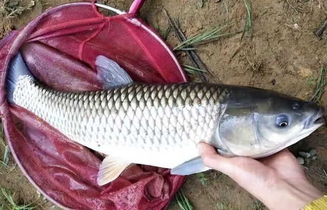 钓大型鱼类鱼钩怎样选择(钓大型鱼类鱼钩怎样选择好)-锐牛沃德讯息网