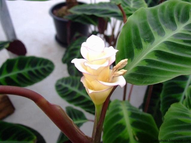 竹芋 竹芋，竹芋图片 生活
