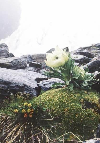 天山雪莲花