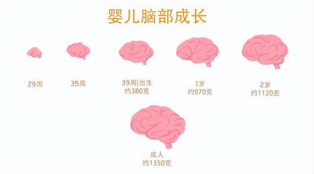 0-3岁是大脑发育黄金期，抓住这段关键期，正确早教促进大脑发育 1到3岁的孩子怎么照顾 第6张