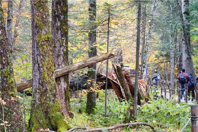 吉林 长白山 遍地倒木 原始森林里的 鲸落万物生 Zh中文网