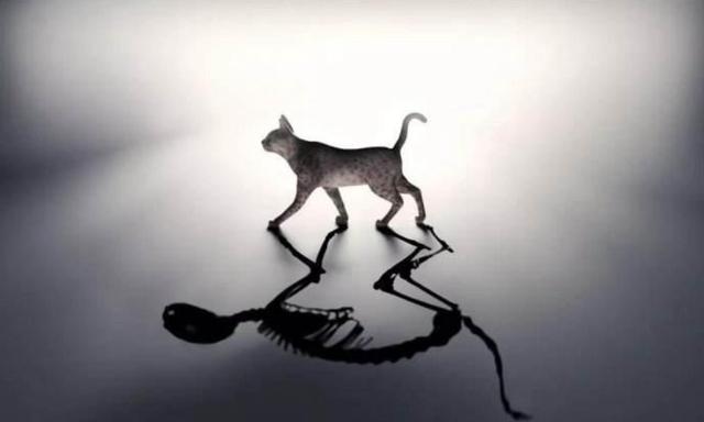 “薛定谔的猫”揭示了一个细思恐极的真相：难道是意识决定物质？