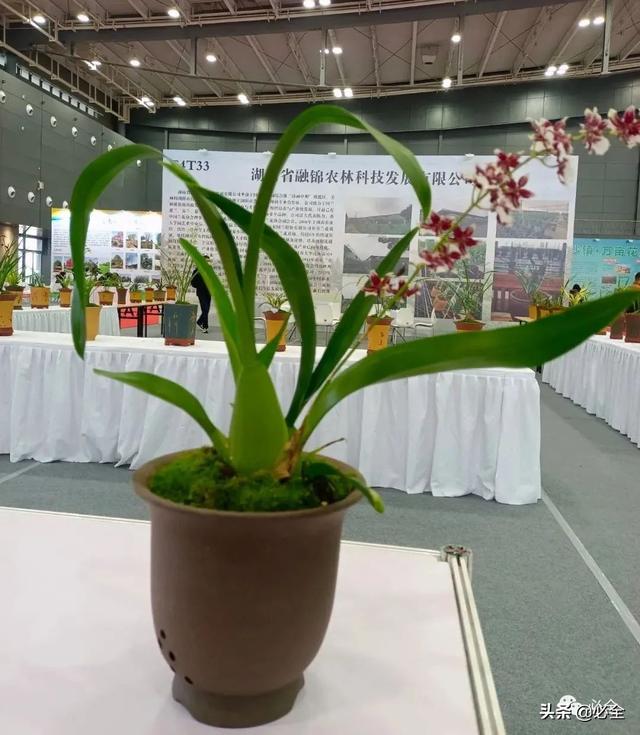 值得参加的园林机械展