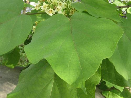 部心形,叶边全缘或浅波状,通常3浅裂,叶片两面均粗糙,基部掌状脉5-7条