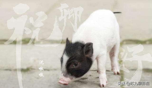 官媒点评《且试天下》剧组虐马事件，另外两部剧的求生欲堪称典范