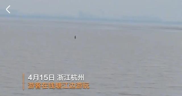 钱塘江潮水退去后，男子在江面上安然行走，真实是如何发生的？
