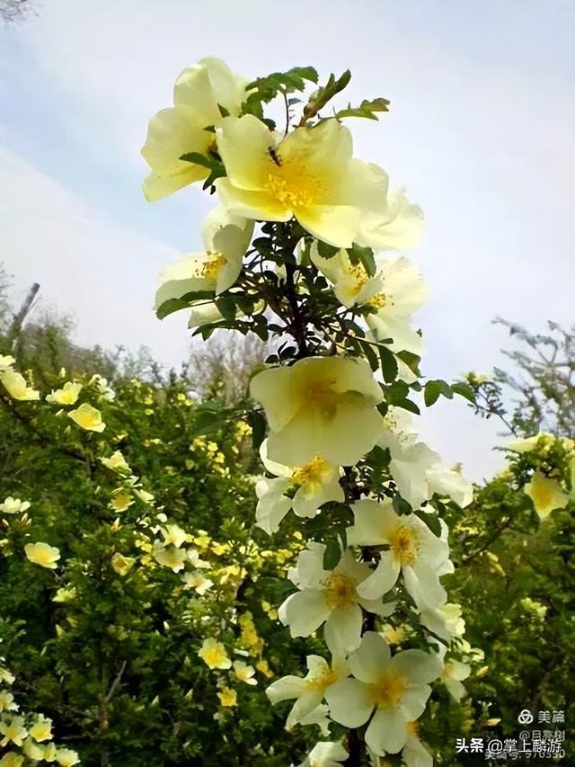 四月麟游 陌上花开