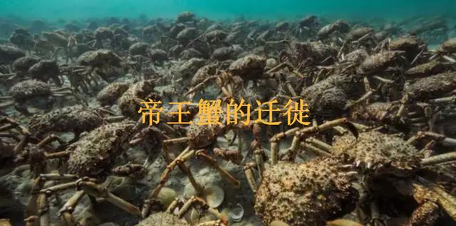 帝王蟹有多可怕？席卷欧洲还入侵南极，每吃一只都是在拯救世界